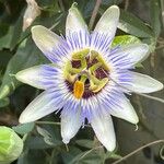 Passiflora caerulea Квітка