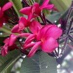 Plumeria rubra Blüte