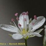 Minuartia setacea Flower