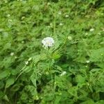 Melanthera nivea Voninkazo