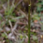 Ptilagrostis yadongensis Flower