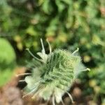 Salvia austriaca Flower