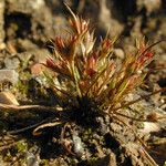 Juncus rechingeri Habitus