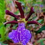 Zygopetalum maculatum Kukka