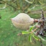 Aesculus californica Fruit