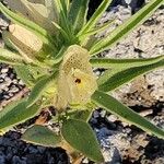 Mohavea breviflora Blatt