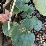 Cyclamen coum Leaf