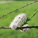 Tamarix africana Bloem