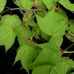 Acer pectinatum Alkat (teljes növény)