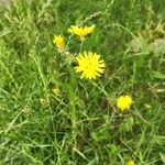 Crepis setosaFlower