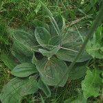 Plantago media Blatt