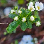 Spiraea hypericifolia Flower