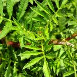 Tagetes erecta 葉