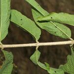 Aegiphila mollis Yaprak