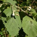 Chromolaena odorata Blatt