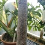 Loxostylis alata 樹皮