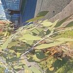Eucalyptus caesia 叶