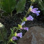 Penstemon speciosus Virág