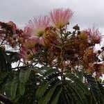 Albizia julibrissin Sonstige