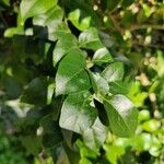 Bougainvillea glabra Leaf