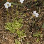 Pinguicula pumila Habitus