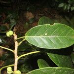 Ficus citrifolia 葉