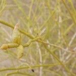 Haloxylon persicum Fruit