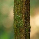 Pycnobotrya nitida Φλοιός