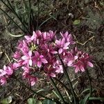 Allium campanulatum Flor