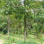 Cinnamomum burmanni Habit