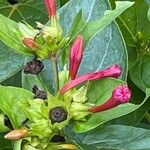 Mirabilis jalapa Flor