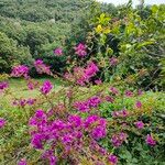 Bougainvillea glabraList