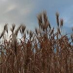 Miscanthus sinensis Mbuma