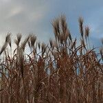 Miscanthus sinensis Fruit