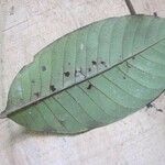 Caraipa punctulata Leaf