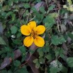 Sclerocarpus divaricatus Flor