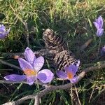 Crocus speciosus Цветок