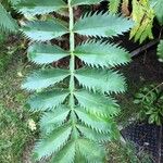 Melianthus major Blatt