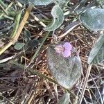 Desmodium scorpiurus Flor