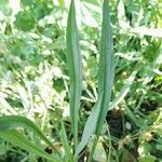 Plantago ovata Blatt