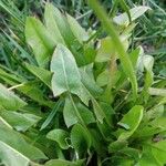 Crepis aurea 葉