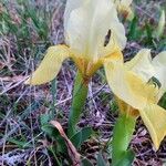 Iris lutescens Flower
