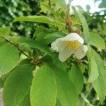 Stewartia rostrata Kvet