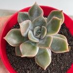 Echeveria colorata List