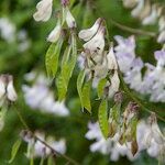 Vicia sylvatica Autre