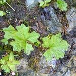 Petasites frigidus 葉