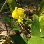 Vigna luteola Flor