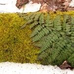 Dryopteris intermedia Hoja