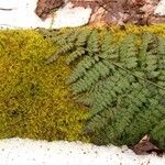 Dryopteris intermedia Leaf