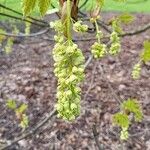 Acer macrophyllum Blomst